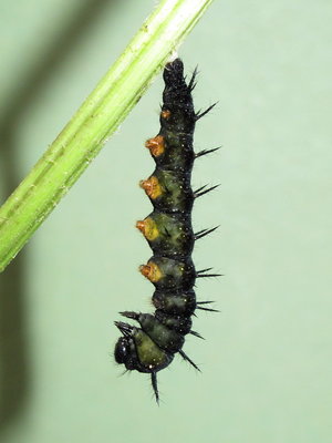 Peacock larva (awaiting pupation) - Caterham, Surrey 16-July-2012