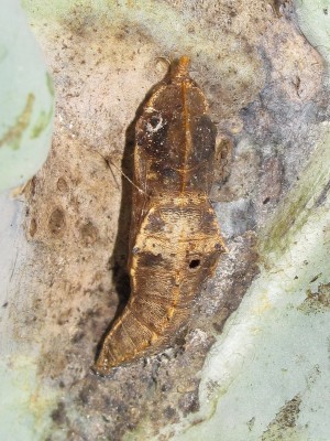 Large White pupa parasitised by Chalcid wasp - Lancing, Sussex 4-Aug-2019