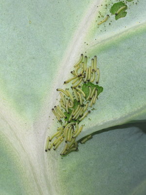 Large White 1st instar larvae - Lancing, Sussex 26-May-2019