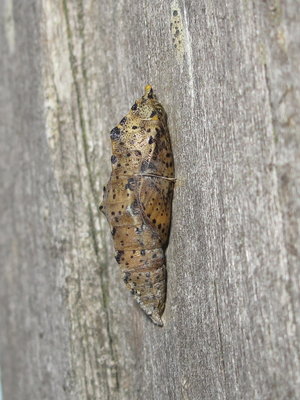 Dead Large White pupa - Lancing, Sussex 29-Mar-2019