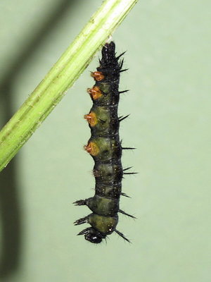 Peacock larva (preparing to pupate) - Caterham, Surrey 16-July 2012
