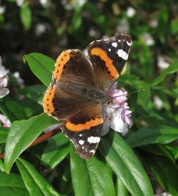Red Admiral - Crawley, Sussex 27-Feb-2024