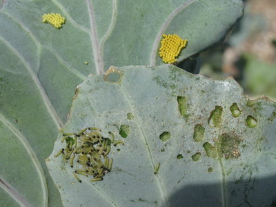Large White eggs and larvae - Dunwich, Suffolk 5-Sept-2011
