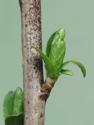 Brown Hairstreak larva (4-day old first instar) - Caterham, Surrey 14-April-2011