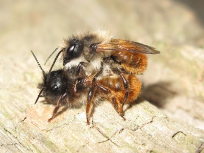 Red Mason bees - Crawley, Sussex 7-May-2024