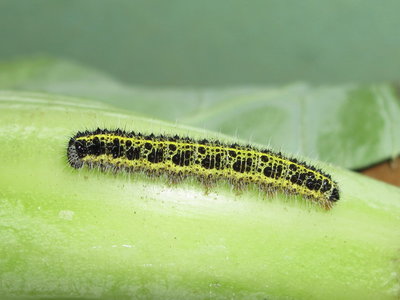 Large White larva (5th instar) - Caterham, Surrey 15-Aug-2013