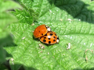 Harlequin Ladybirds - Lancing, Sussex 9-May-2024
