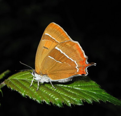 Brown Hairstreak female (reared and released) - Crawley, Sussex 13-July-2011