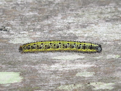Large White larva (5th instar)- Lancing, Sussex 19-Oct-2018