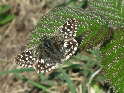 Grizzled Skipper - Mill Hill, Sussex 9-May-2024