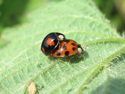 Harlequin Ladybirds - Lancing, Sussex 10-May-2024