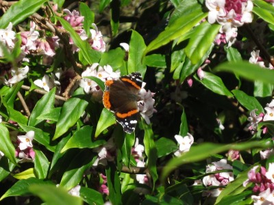 Red Admiral - Crawley, Sussex 1-Feb-2024
