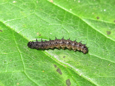Peacock larva (3rd instar) - Crawley, Sussex 24-May-2017