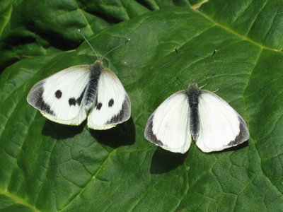 Large Whites (female and male) upon release - Caterham, Surrey 8-May-2012