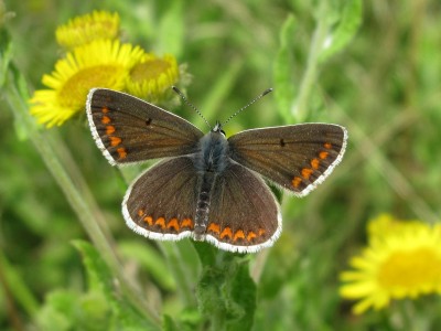 Brown Argus - Gatwick, Sussex 26-July-2023