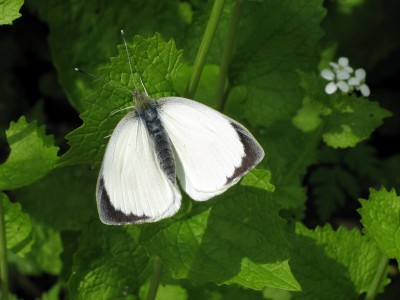 Large White male (release) April-2014