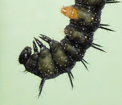 Peacock larva (awaiting pupation) - Caterham, Surrey 14-July-2012