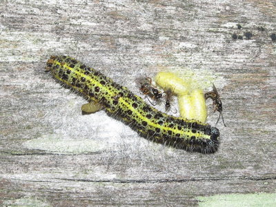 Large White larva with secondary parasitic wasps - Lancing, Sussex  21-Oct-2018