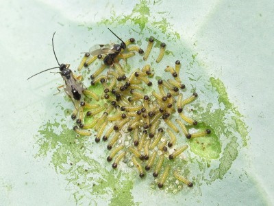 Large White larvae being parasitised by Cotesia glomerata - Lancing, Sussex 21-July-2020