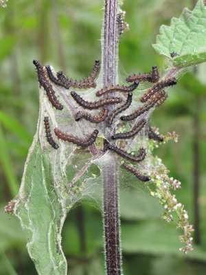 Peacock larvae (3rd instars) - Coulsdon, Surrey 25-June-2012