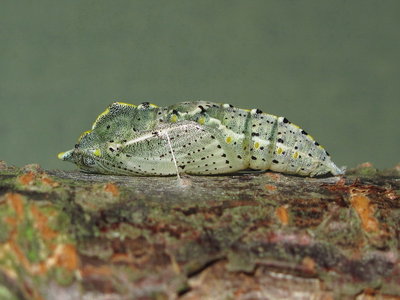 Large White pupa (grey/green form) - Caterham, Surrey 19-Sept-2011