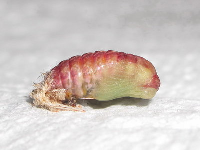 Brown Hairstreak larva (L4) pupating - Crawley, Sussex 28-June-2015