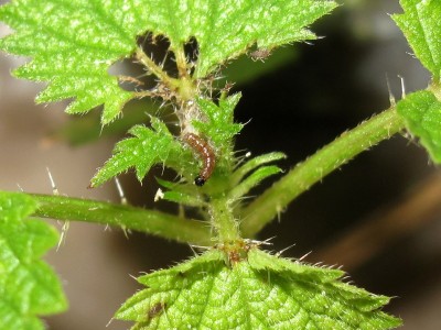 Red Admiral larva (1st instar) - Crawley, Sussex 15-Dec-2023