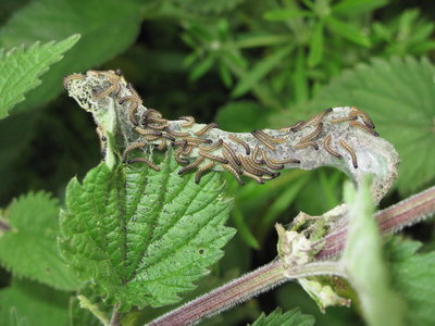Peacock larvae (2nd instar web) - Coulsdon, Surrey 25-June-2012
