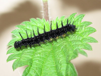 Peacock larva (5th instar) - Caterham, Surrey 12-July-2012