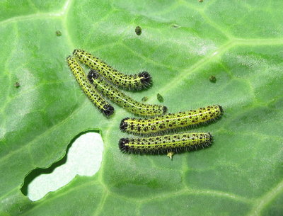 Large White larvae (3rd instars) - Crawley, Sussex 5-Aug-2017