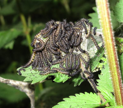 Peacock larvae (3rd instars) - Crawley, Sussex 12-June-2017