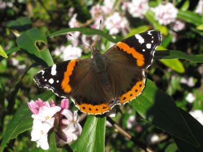 Red Admiral - Crawley, Sussex 6-Feb-2023