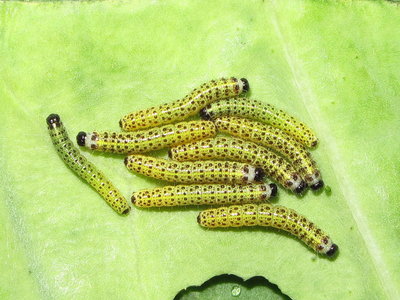 Large White larvae 2nd instars (pre moult) - Crawley, Sussex 5-Aug-2017