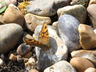 Wall Brown - Lancing, Sussex 9-May-2024