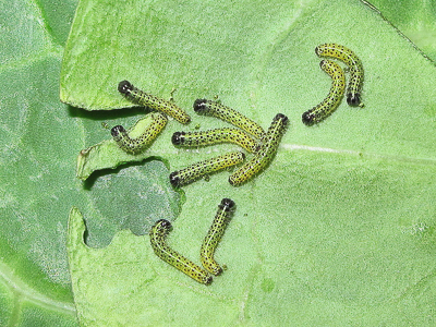 Large White larvae (2nd instars) - Crawley, Sussex 2-Aug-2017