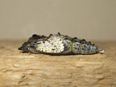 Large White pupa (male - 6 hours before emergence) - Caterham, Surrey 9-May-2012