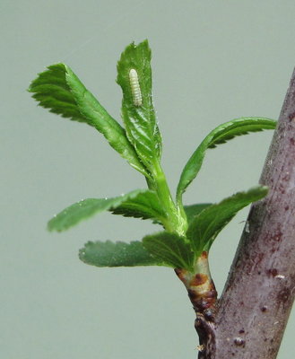 Brown Hairstreak larva (3-day old first instar) - Caterham, Surrey 14-April-2011