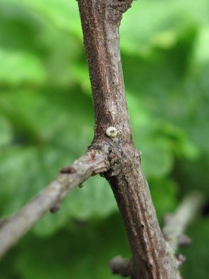 Brown Hairstreak egg (laid 18 months earlier) - Crawley, Sussex 11-March-2020