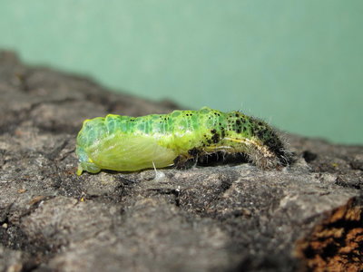 Large White larva pupating - Caterham, Surrey 24-Aug-2013