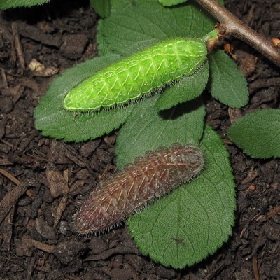 Brown Hairstreak larvae (colour comparison) - Caterham, Surrey 4-June-2011