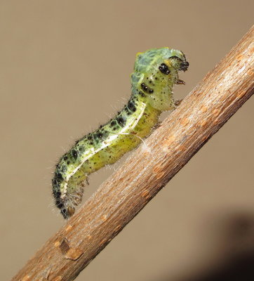 Large White larva commencing pupation - Crawley, Sussex 8-Sept-2017