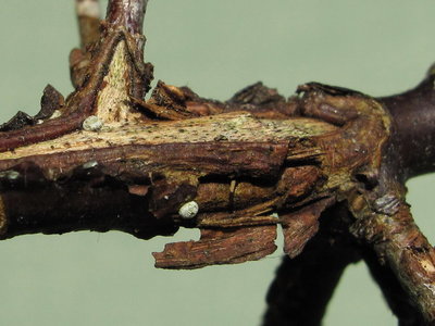 Two rescued Brown Hairstreak eggs - Crawley, Sussex 24-March-2011