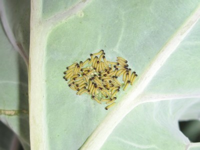 Large White larvae (newly emerged) - Lancing, Sussex 13-Sept-2020