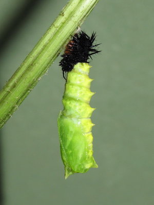 Peacock larva (completing pupation) - Caterham, Surrey 16-July-2012
