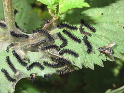 Peacock larvae (3rd and 4th instars with parasitic fly) - Crawley, Sussex 15-June-2017