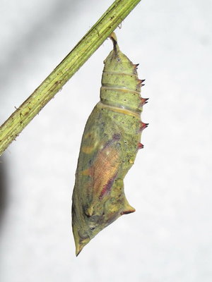 Peacock pupa (1 hour 30 minutes before emergence) - Caterham, Surrey 26-July-2012