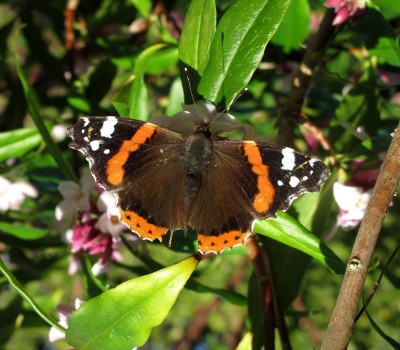 Red Admiral - Crawley, Sussex 26-Jan-2024
