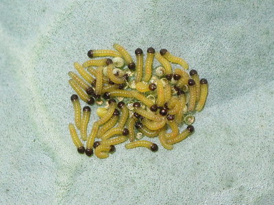 Large White larvae hatching - Dunwich, Suffolk 7-Sept-2011
