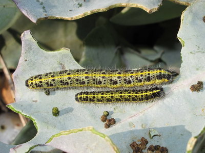 Large White larvae (5th instars) - Lancing, Sussex 20-Oct-2018