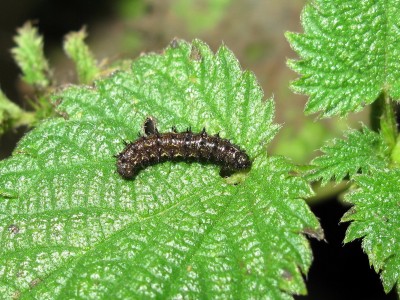 Red Admiral larva (3rd instar) - Crawley, Sussex 15-Dec-2023